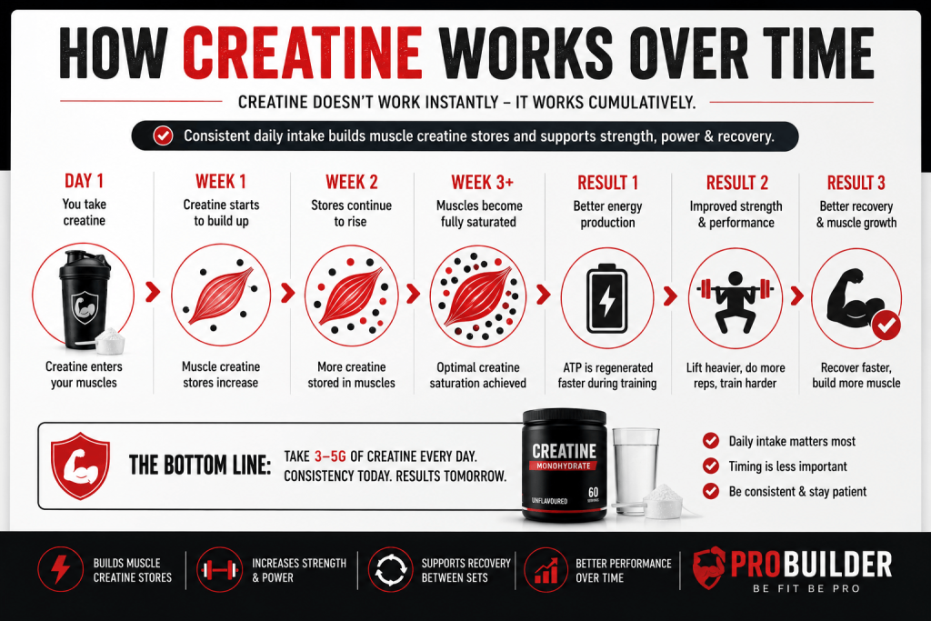 Timeline showing how creatine builds muscle stores over time, from daily intake to improved strength, power, recovery, and athletic performance.